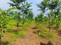  Agricultural Land for Sale in Kanigiri, Prakasam