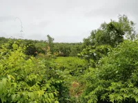  Agricultural Land for Sale in Tiswadi, Goa
