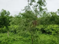  Residential Plot for Sale in Santo Estevam (St.Estevam), Goa