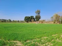  Agricultural Land for Sale in Berasia, Bhopal