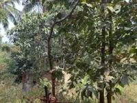  Residential Plot for Sale in Mugalli, Goa