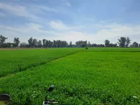  Agricultural Land for Sale in Phagwara Road, Hoshiarpur