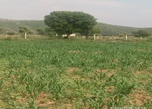 Agricultural Land for Sale in Tehla, Alwar
