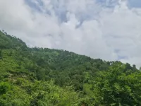  Agricultural Land for Sale in Shoghi, Shimla