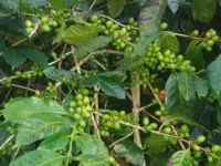  Agricultural Land for Sale in Megamalai, Theni