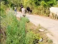  Agricultural Land for Sale in Sidhauli, Sitapur