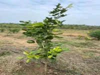  Agricultural Land for Sale in Korada, Visakhapatnam