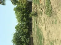 Residential Plot for Sale in Science City, Ahmedabad