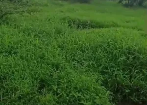 Agricultural Land for Sale in Murbad, Thane