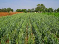  Agricultural Land for Sale in Gajraula, Amroha