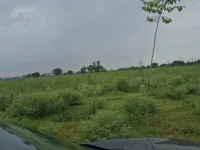  Agricultural Land for Sale in Loharu, Bhiwani