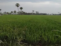  Agricultural Land for Sale in Tanuku, West Godavari