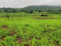  Residential Plot for Sale in Kota Road, Bilaspur