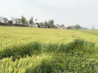  Agricultural Land for Sale in Sidhwan Bet, Ludhiana