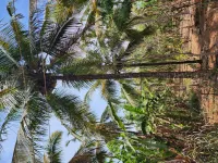  Agricultural Land for Sale in Kanhangad, Kasaragod