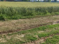 Agricultural Land for Sale in Janipur, Jammu