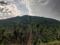  Agricultural Land for Sale in Mudigere, Chikmagalur