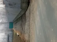  Residential Plot for Sale in Magam, Badgam