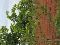  Agricultural Land for Sale in Uthiramerur, Kanchipuram