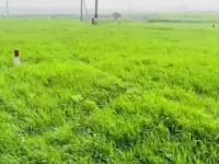  Residential Plot for Sale in Sobhan, Darbhanga
