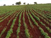  Agricultural Land for Sale in Basavakalyan, Bidar