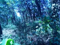  Agricultural Land for Sale in Iritty, Kannur