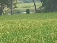  Agricultural Land for Sale in Mysore Road, Bangalore