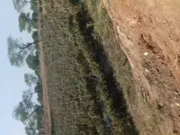  Agricultural Land for Sale in Pachpedi Naka, Raipur