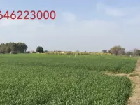  Agricultural Land for Sale in SAS Nagar Phase 1, Mohali