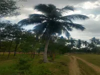 Agricultural Land for Sale in Marakkanam, Chennai
