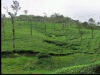  Agricultural Land for Sale in Kollengode, Palakkad