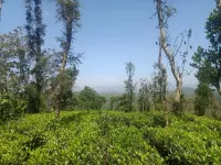  Agricultural Land for Sale in Mananthavady, Wayanad