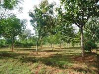  Residential Plot for Sale in Ottapalam, Palakkad