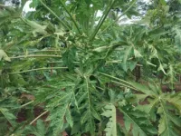  Agricultural Land for Rent in AVROK, Mysore, Mysore