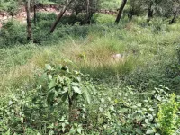  Residential Plot for Sale in Palampur, Kangra