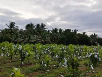  Agricultural Land for Sale in Madhugiri, Tumkur