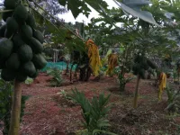  Residential Plot for Sale in Kuttikol, Kasaragod