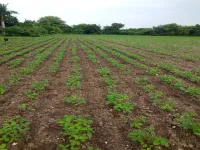  Agricultural Land for Sale in Laxminagar, Wardha