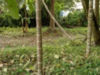  Residential Plot for Sale in Dooars, Alipurduar