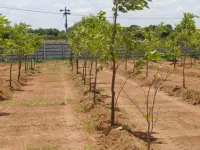 2 BHK Farm House for Sale in Bibi Nagar, Hyderabad