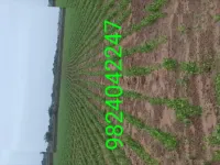  Agricultural Land for Sale in BARADIA, Dwarka