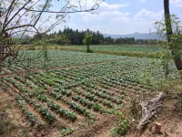  Agricultural Land for Sale in Marandahalli, Dharmapuri