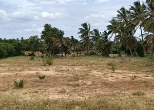 Agricultural Land for Sale in Shoolagiri, Krishnagiri