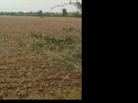  Agricultural Land for Sale in Nadol, Pali