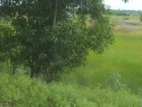 Agricultural Land for Sale in Contai, Medinipur