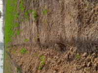  Agricultural Land for Sale in Sangaria, Hanumangarh