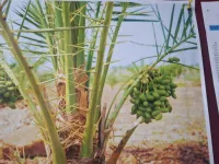 Agricultural Land for Sale in Narayankhed, Sangareddy