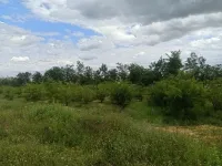Residential Plot for Sale in Viralimalai, Pudukkottai