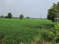 Agricultural Land for Sale in Issapur, Delhi