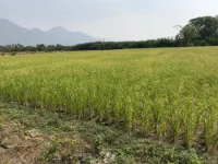  Agricultural Land for Sale in Thuraiyur, Tiruchirappalli